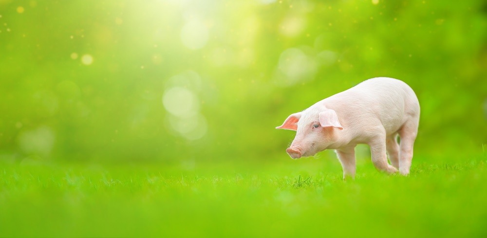 ZOOSAB SRL Header Image