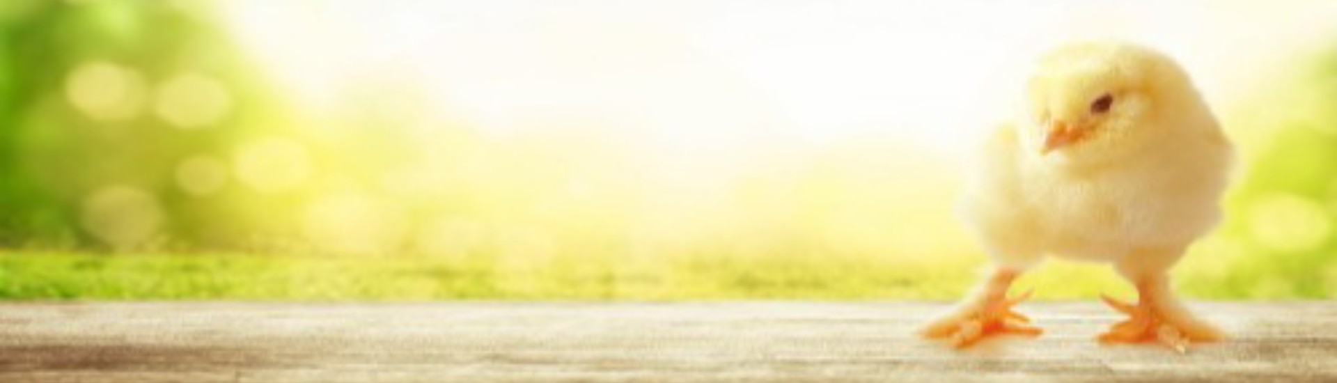 AVICOLA NICOLAE BĂLCESCU - CARPRODEX SRL Header Image