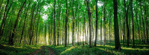 DIRECŢIA SILVICĂ CĂLĂRAŞI Header Image