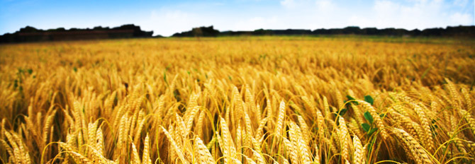 AGRO OIL SERVICE SRL Header Image