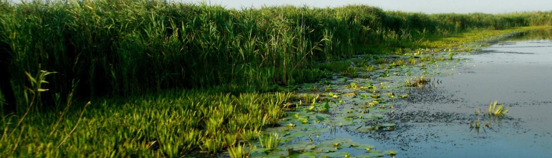 ECO SIMPLEX NOVA SRL Header Image