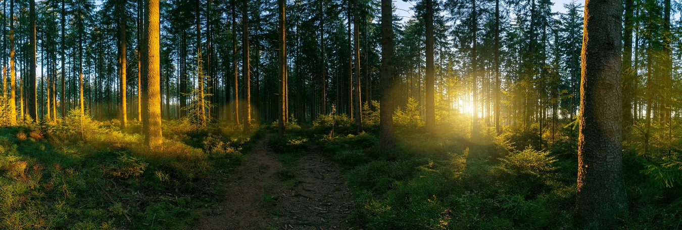 SPULBER IONEL FOREST SRL Header Image