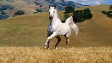 WHITE HORSE SECURITY SRL Header Image
